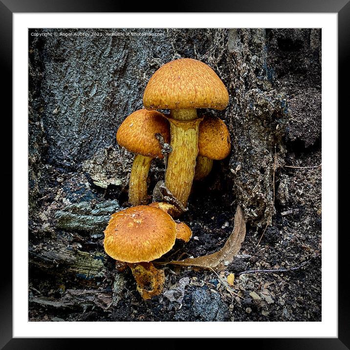 Fungi on a tree trunk  Framed Mounted Print by Roger Aubrey