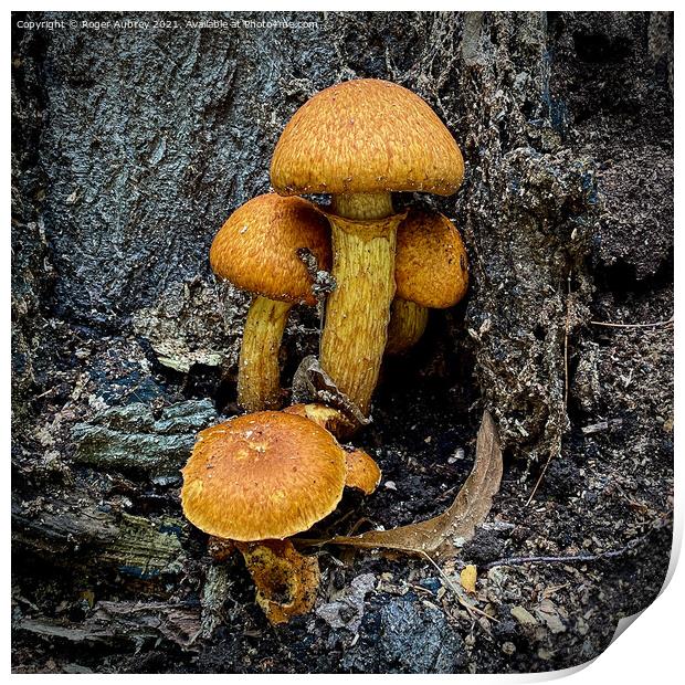 Fungi on a tree trunk  Print by Roger Aubrey