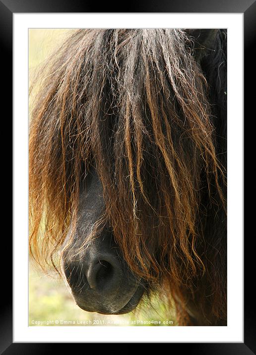 Shetland Pony Framed Mounted Print by Emma Leech