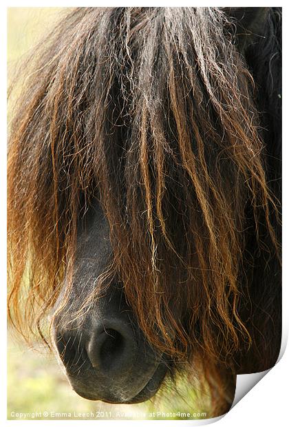 Shetland Pony Print by Emma Leech