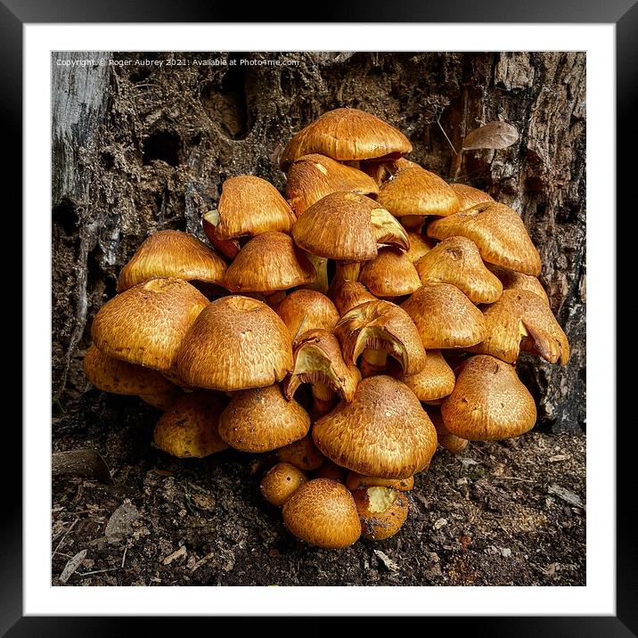 Bright orange fungi on a decaying tree trunk  Framed Mounted Print by Roger Aubrey