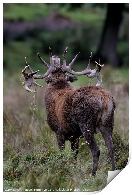 Red Deer Stags standing in the grass rutting season Print by Russell Finney