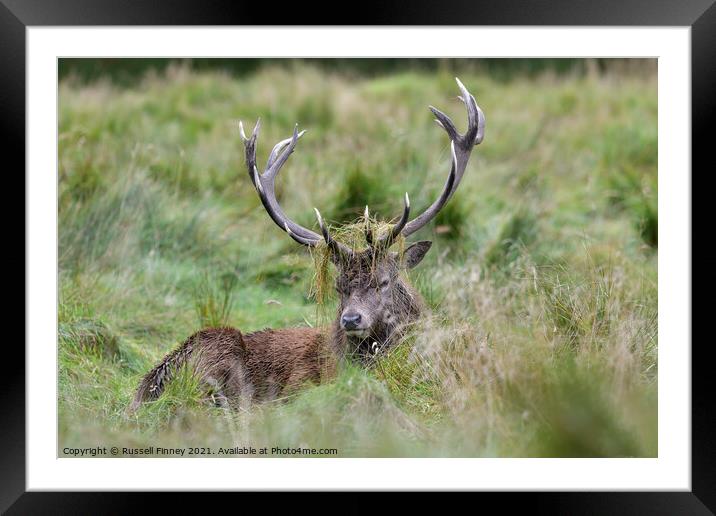 Red Deer Stags in rutting season Framed Mounted Print by Russell Finney