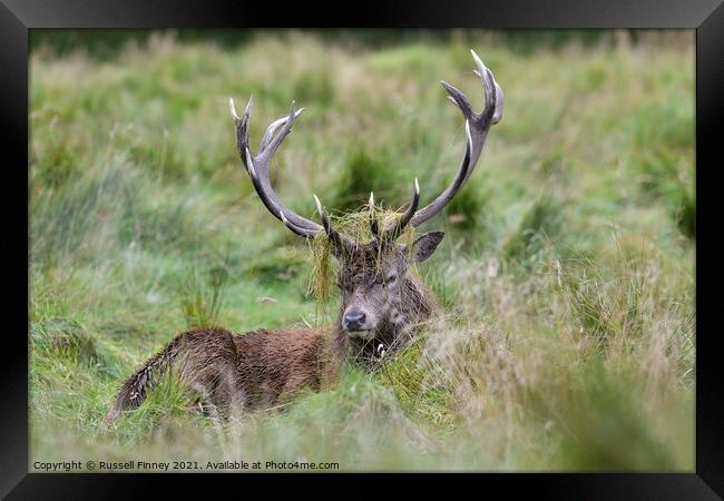 Red Deer Stags in rutting season Framed Print by Russell Finney