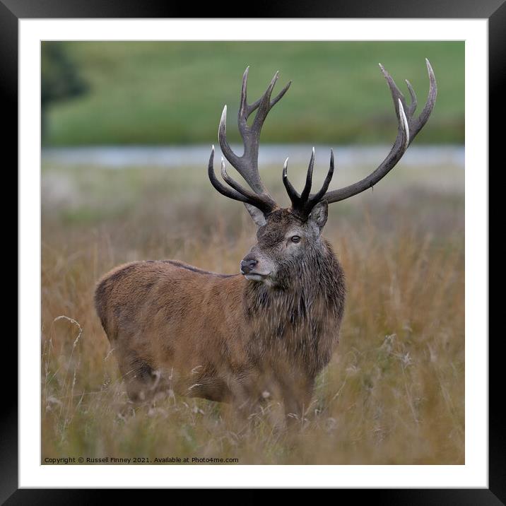 Red Deer Stags standing in tall grass Framed Mounted Print by Russell Finney