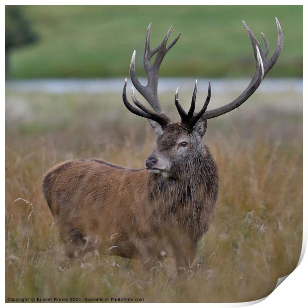 Red Deer Stags standing in tall grass Print by Russell Finney