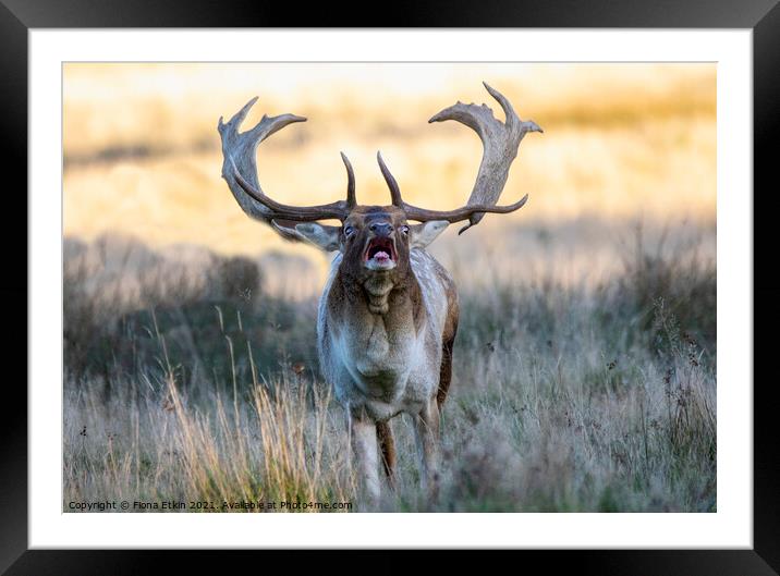 Bellowing Stag Framed Mounted Print by Fiona Etkin