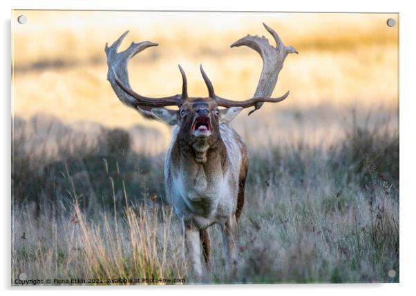 Bellowing Stag Acrylic by Fiona Etkin