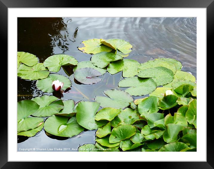 lily pond Framed Mounted Print by Sharon Lisa Clarke