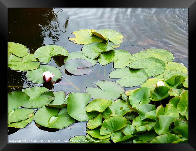 lily pond Framed Print by Sharon Lisa Clarke