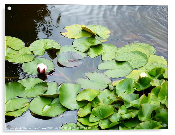 lily pond Acrylic by Sharon Lisa Clarke