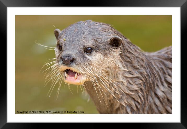 Otterly cutesome Framed Mounted Print by Fiona Etkin