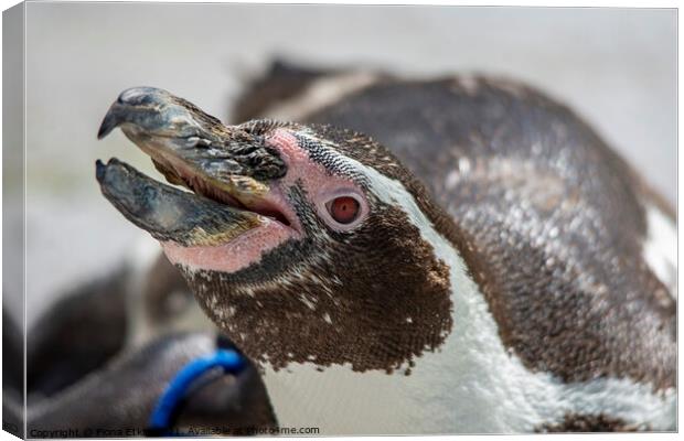 Captain Beaky Canvas Print by Fiona Etkin