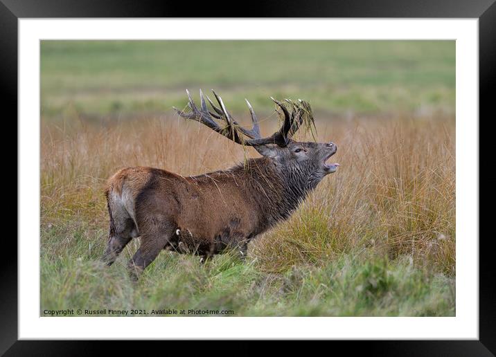 Red Deer Stags in rutting season Framed Mounted Print by Russell Finney