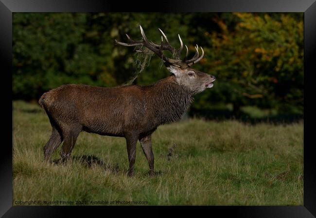 Red Deer Stags in rutting season Framed Print by Russell Finney