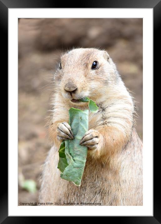 Prairie dog eating cabbage Framed Mounted Print by Fiona Etkin