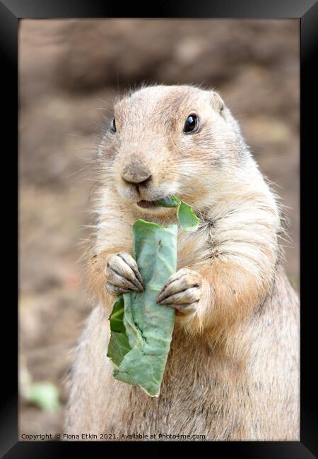 Prairie dog eating cabbage Framed Print by Fiona Etkin