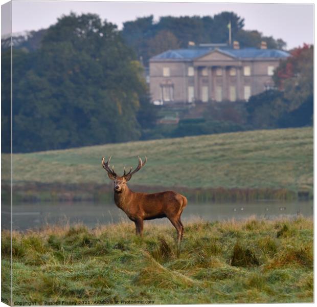 Red Deer Stags at Tatton Park England Canvas Print by Russell Finney