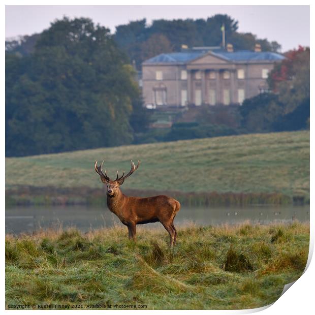 Red Deer Stags at Tatton Park England Print by Russell Finney