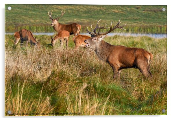 Red Deer Stags in rutting season Acrylic by Russell Finney