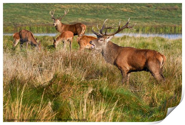 Red Deer Stags in rutting season Print by Russell Finney