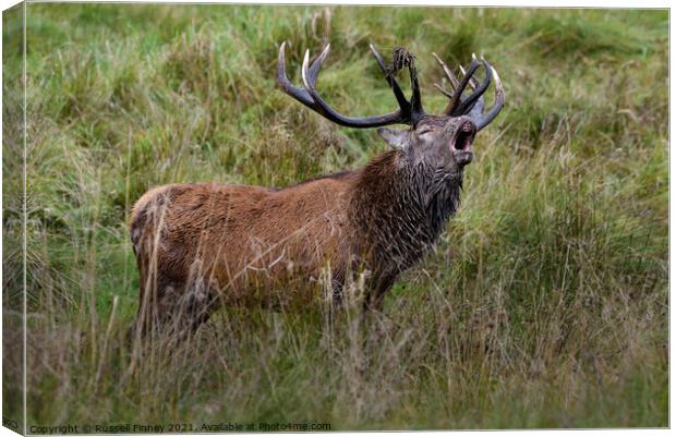 Red Deer Stags in rutting season Canvas Print by Russell Finney