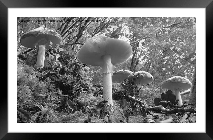Woodland fungi underneath view. Framed Mounted Print by Andrew Heaps