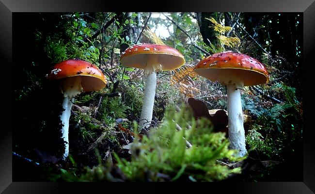 Enchanting Red Fungi Framed Print by Andrew Heaps