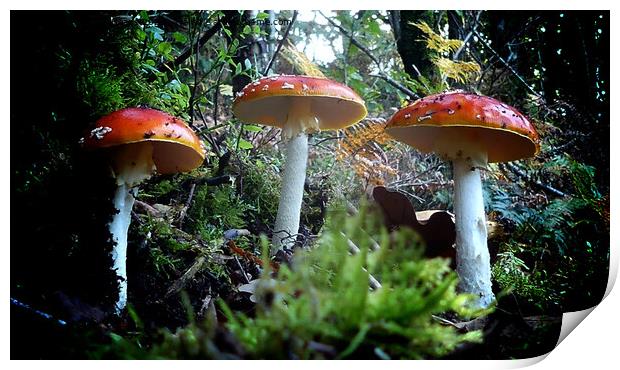 Enchanting Red Fungi Print by Andrew Heaps