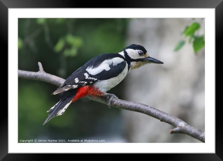Great Spotted Woodpecker Framed Mounted Print by Simon Marlow