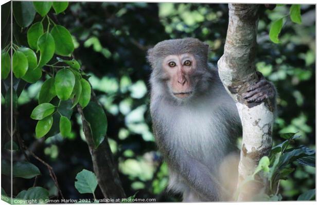 Wild Macaque in the Vietnam Jungle Canvas Print by Simon Marlow
