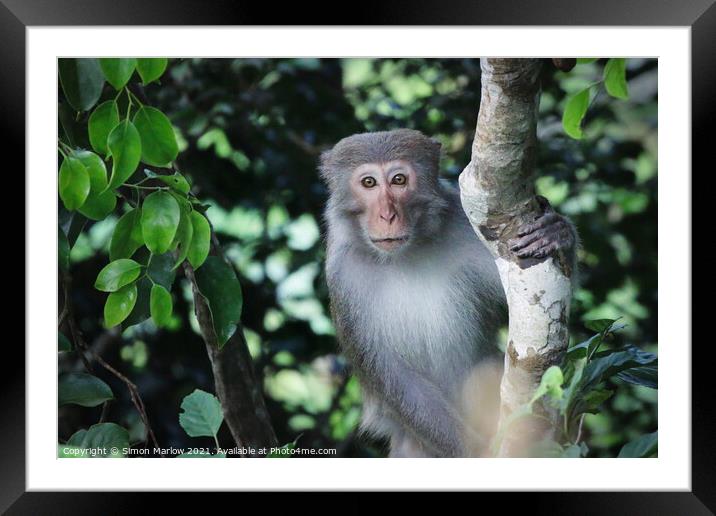 Wild Macaque in the Vietnam Jungle Framed Mounted Print by Simon Marlow