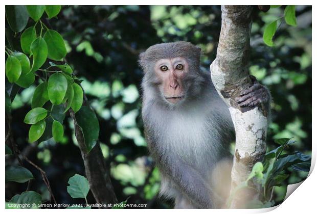 Wild Macaque in the Vietnam Jungle Print by Simon Marlow