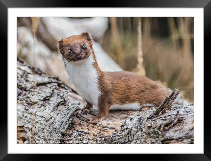 Stoat or short tailed weasle  Framed Mounted Print by Holly Burgess