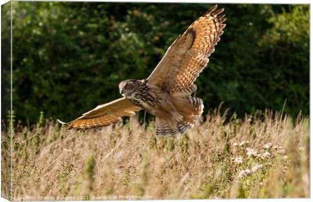 Eurasian Eagle Owl, flying in the wild  Canvas Print by Holly Burgess