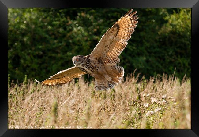 Eurasian Eagle Owl, flying in the wild  Framed Print by Holly Burgess