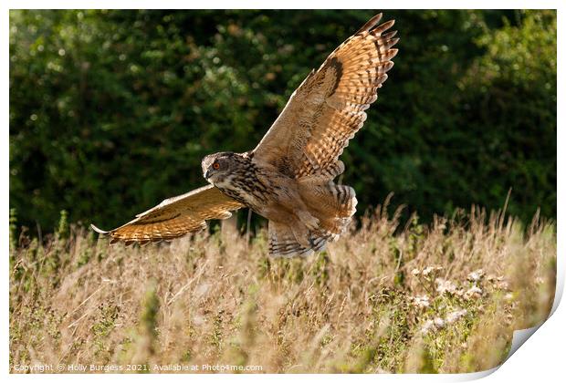 Eurasian Eagle Owl, flying in the wild  Print by Holly Burgess