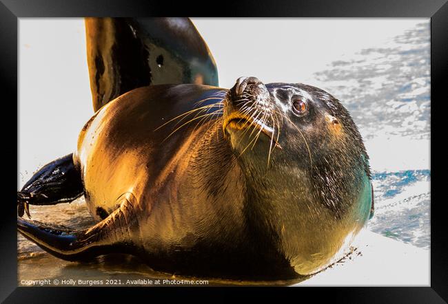 Seal mammal, wild of the sea Framed Print by Holly Burgess