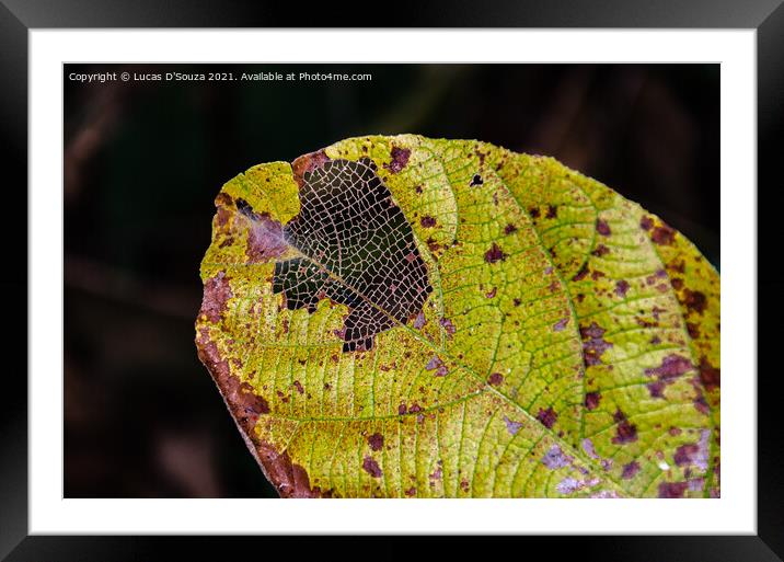 Pattern of leaf veins Framed Mounted Print by Lucas D'Souza