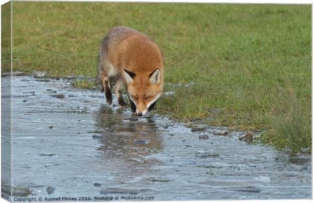 Red Fox Vulpes Vulpes walking around frozen pond Canvas Print by Russell Finney