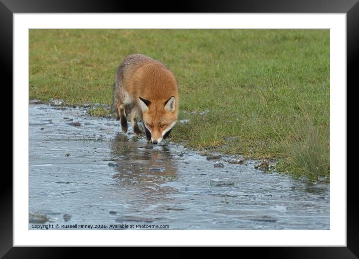 Red Fox Vulpes Vulpes walking around frozen pond Framed Mounted Print by Russell Finney