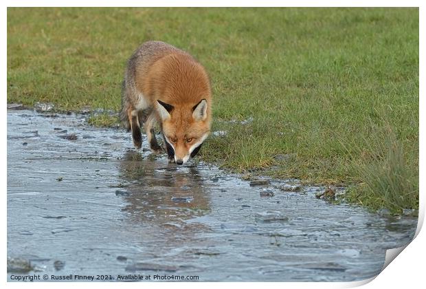 Red Fox Vulpes Vulpes walking around frozen pond Print by Russell Finney