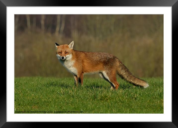 Red Fox (Vulpes Vulpes) in a lush green field  Framed Mounted Print by Russell Finney