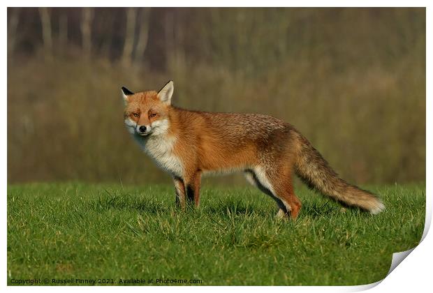 Red Fox (Vulpes Vulpes) in a lush green field  Print by Russell Finney