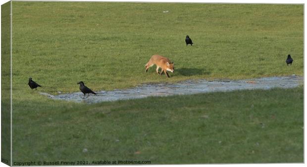 Red Fox (Vulpes Vulpes) playing in field  Canvas Print by Russell Finney