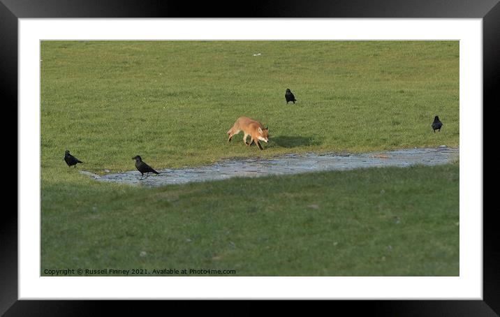 Red Fox (Vulpes Vulpes) playing in field  Framed Mounted Print by Russell Finney