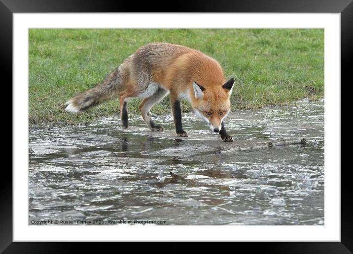 Red Fox (Vulpes Vulpes) playing on ice Framed Mounted Print by Russell Finney