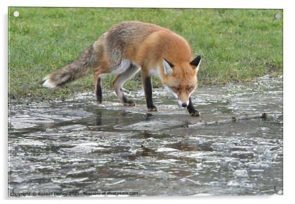 Red Fox (Vulpes Vulpes) playing on ice Acrylic by Russell Finney