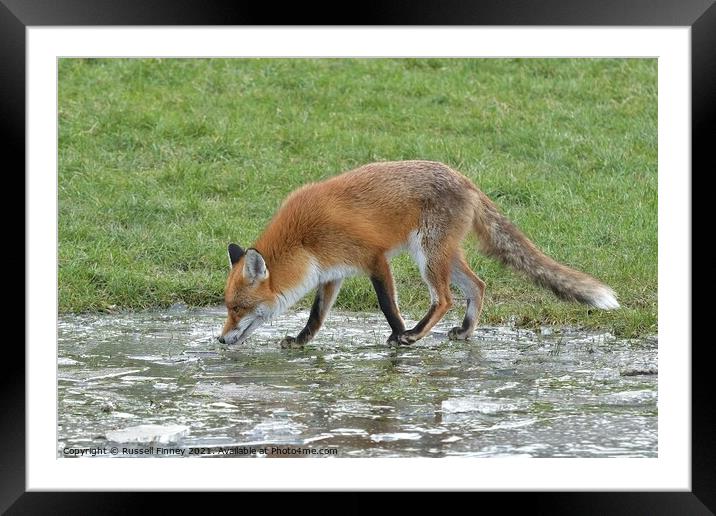 Red Fox (Vulpes Vulpes) playing on ice Framed Mounted Print by Russell Finney