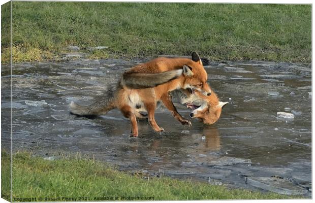Red Fox Vulpes Vulpes fighting on ice Canvas Print by Russell Finney